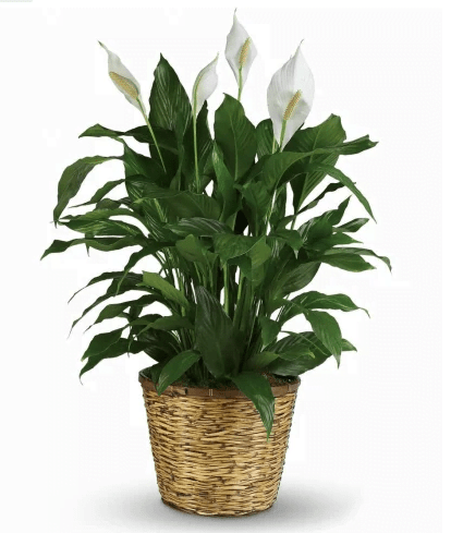 PEACE LILY PLANT SPATHIPHYLLUM