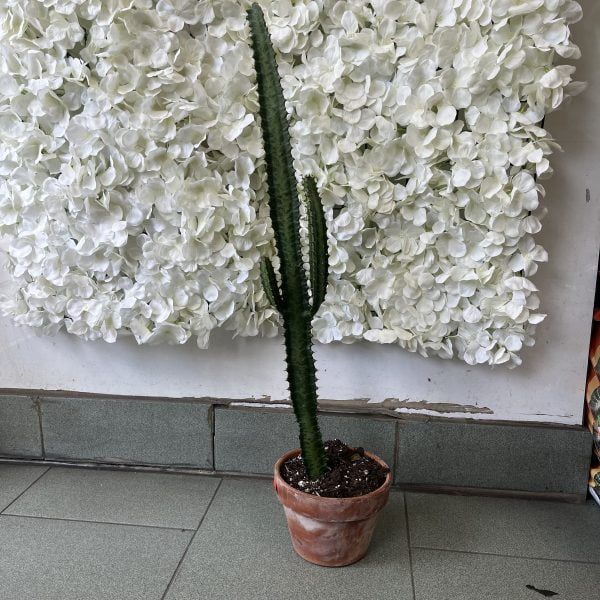 Euphorbia ingens 6”