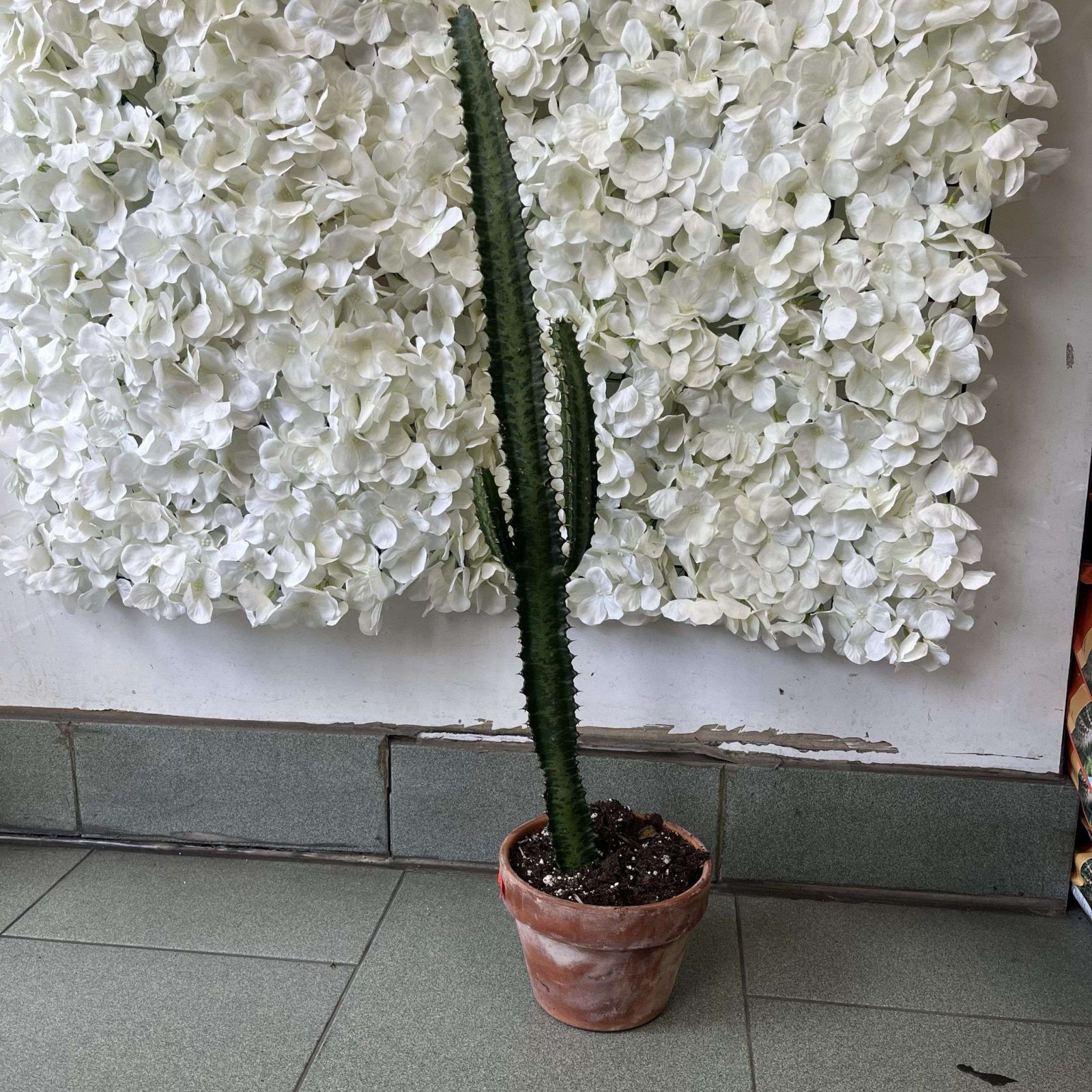 Euphorbia ingens 6”