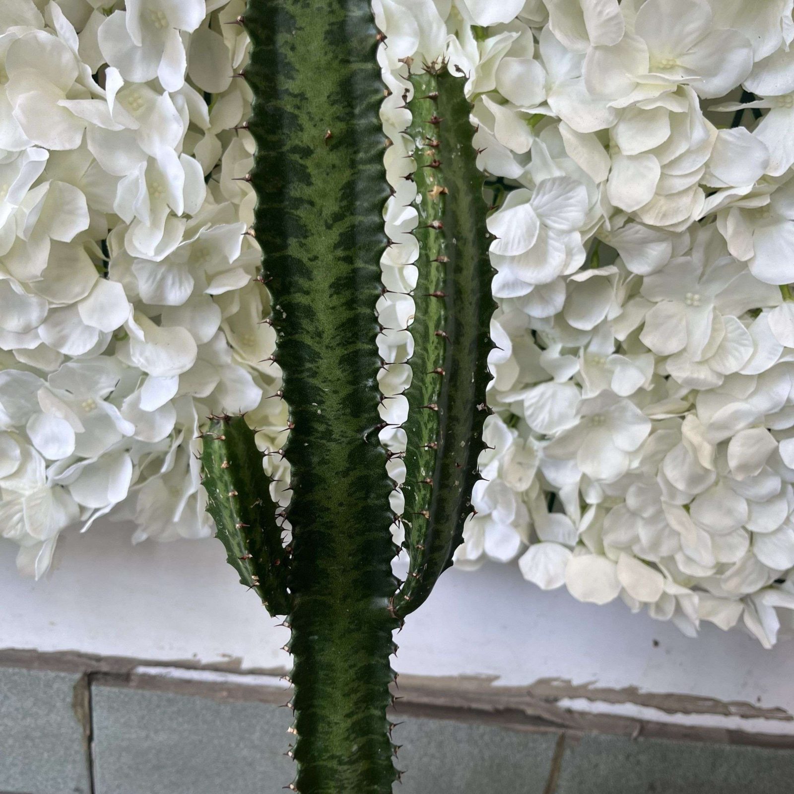 Euphorbia ingens 6” - Image 2