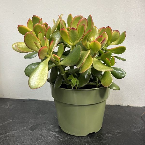 Jade Plant 6" Crassulla Ovata "Hummel's Sunset"