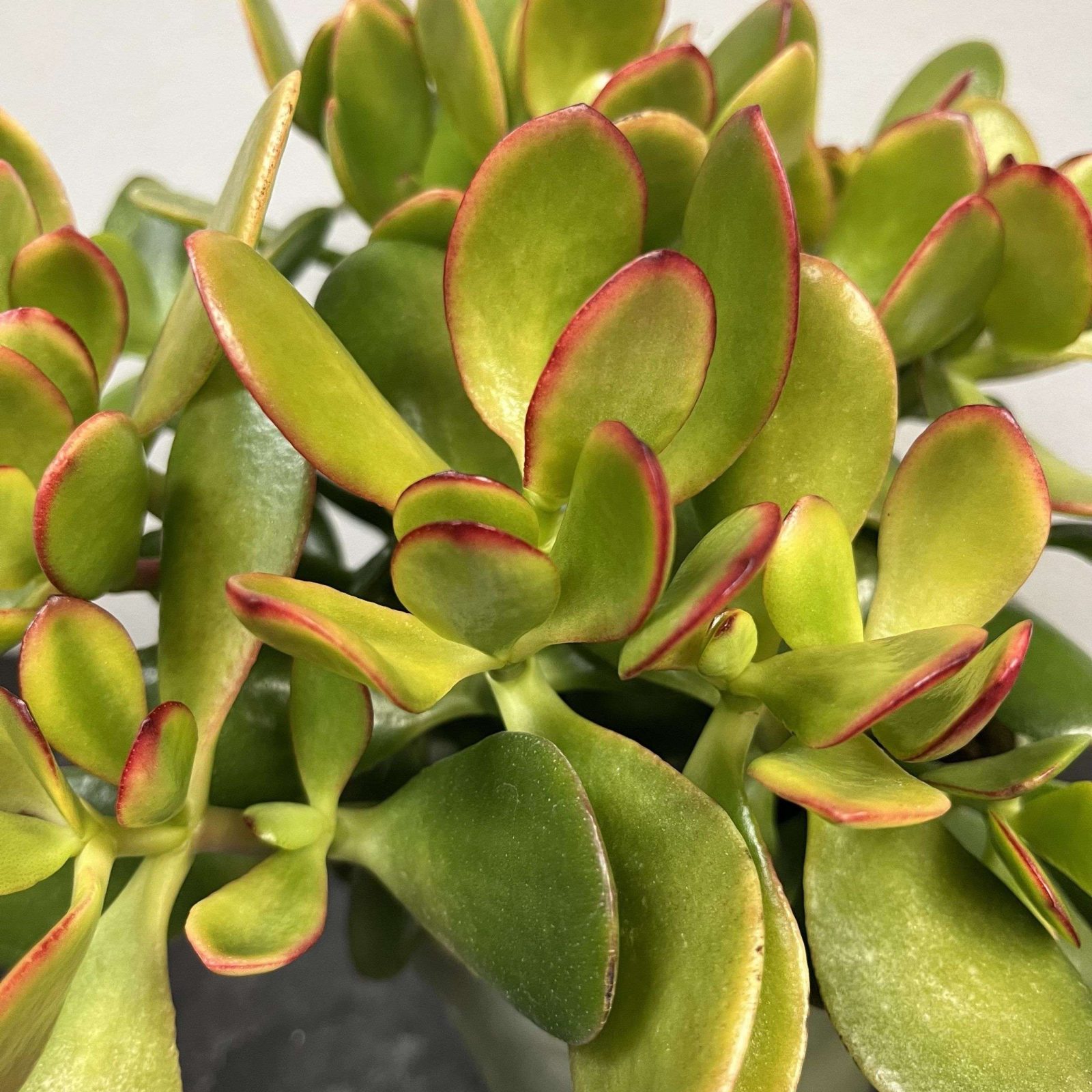 Jade Plant 6" Crassulla Ovata "Hummel's Sunset" - Image 2