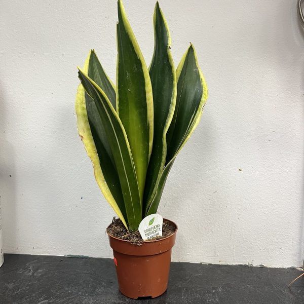 Black Gold Snake Plant 4”