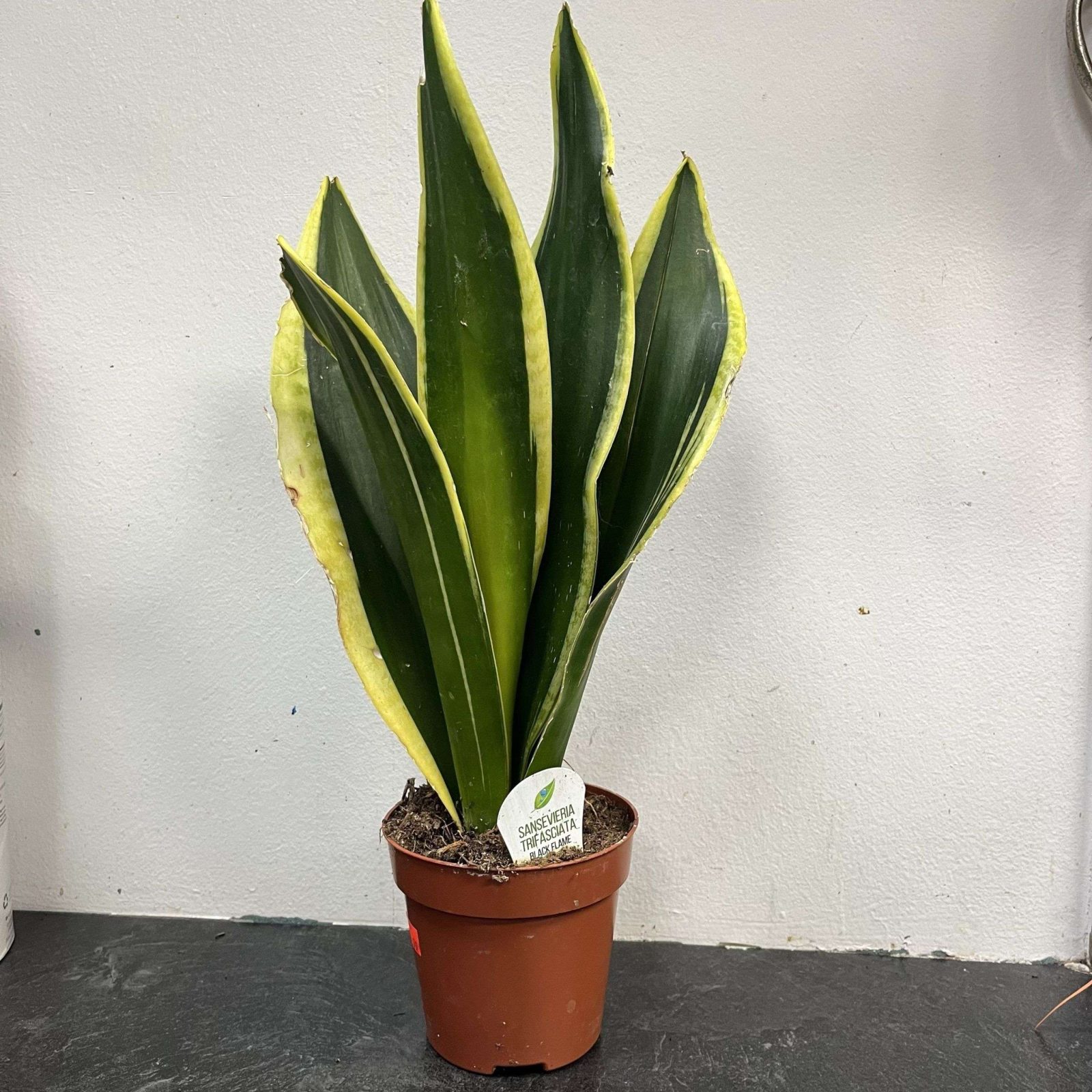 Black Gold Snake Plant 4”