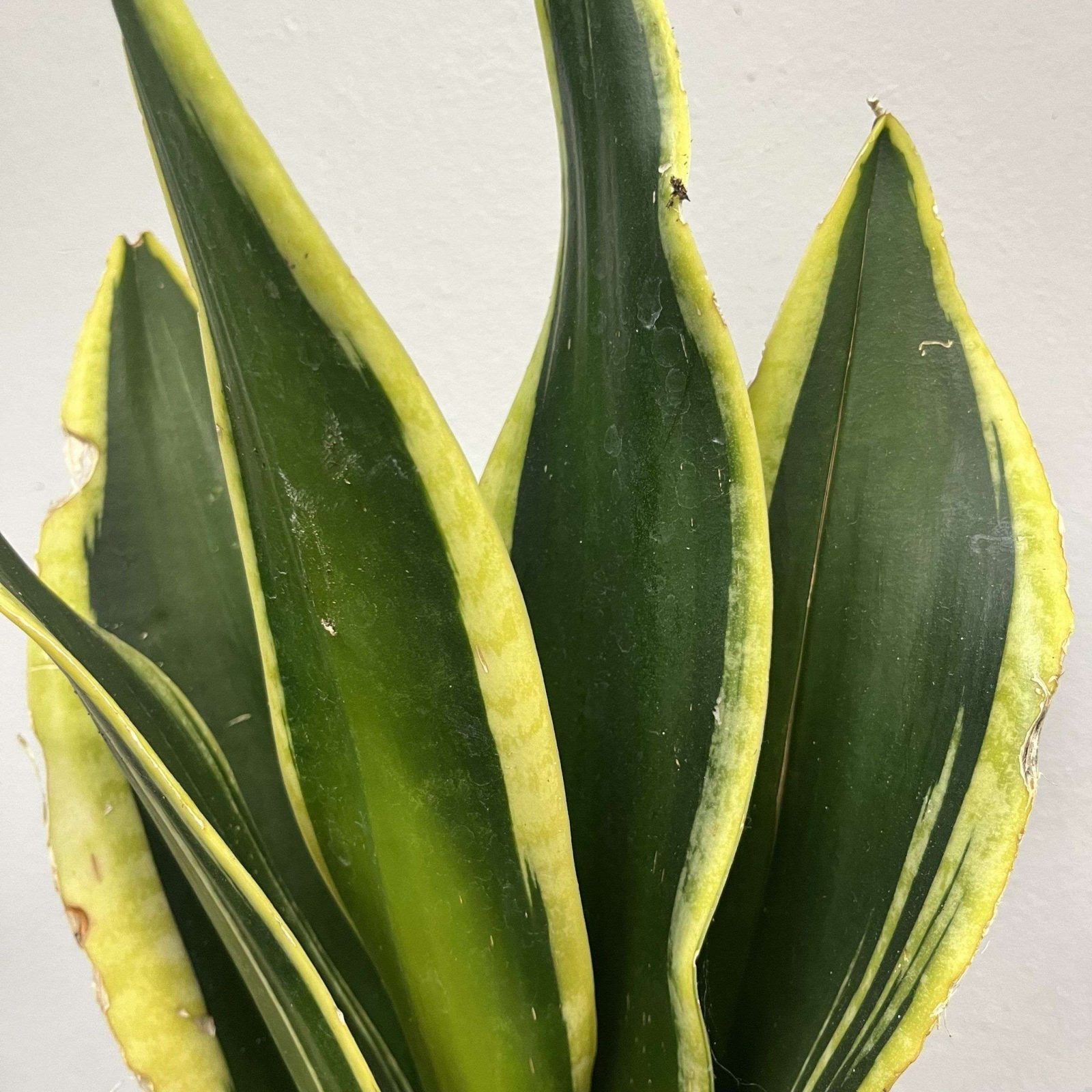 Black Gold Snake Plant 4” - Image 2