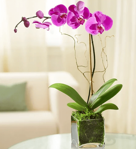 Elegant Purple Orchid