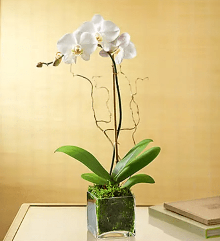 Elegant Phalaenopsis Orchid
