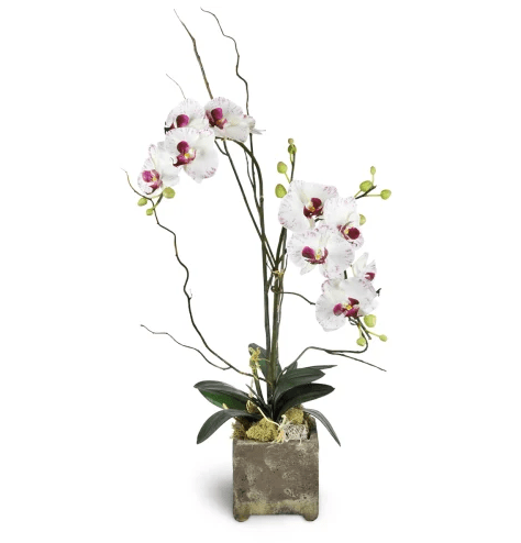 Opulent Double Orchid
