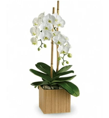 Elegant Opulent Orchids