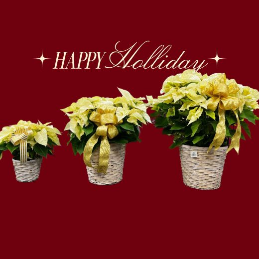 White Poinsettia