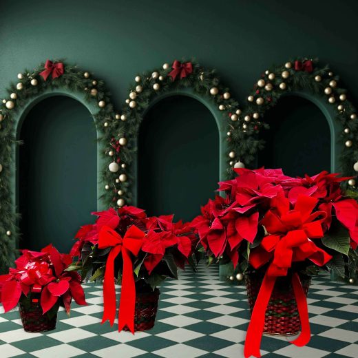 Red Poinsettia