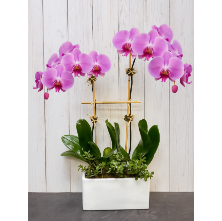 Elegant Twin Orchid