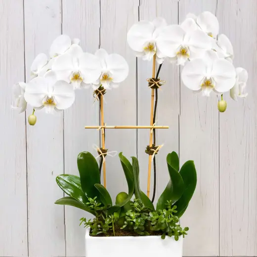 Elegant White Orchid