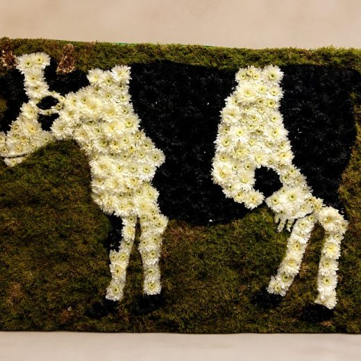 Beloved Cow Tribute