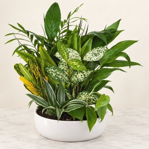 Botanical Bliss Dish Garden