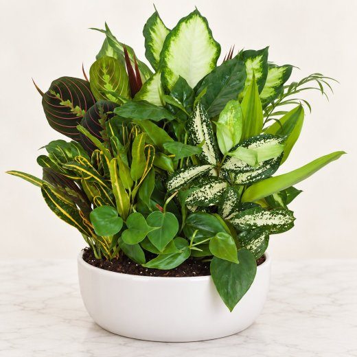 Emerald Harmony Dish Garden