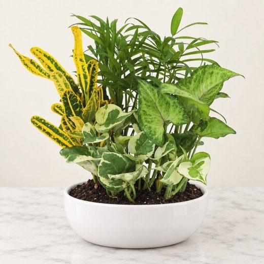 Sunlit Grove Dish Garden