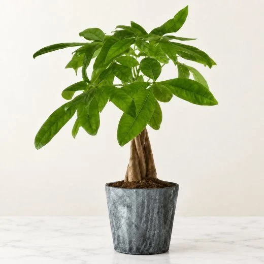 Lucky Day Money Tree