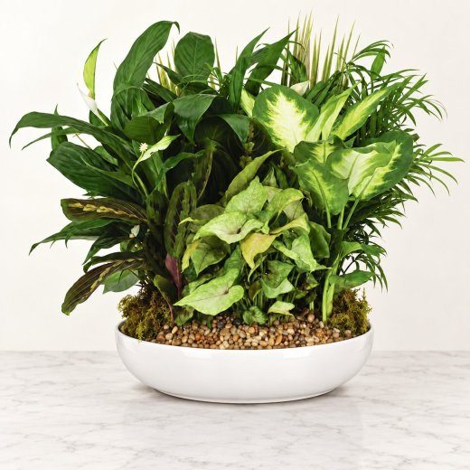 Serenity White Dish Garden
