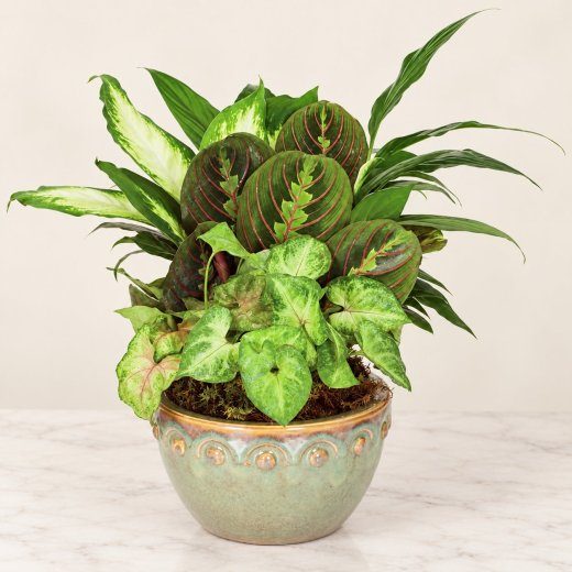 Tropical Harmony Dish Garden