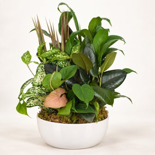 Evergreen Harmony Garden