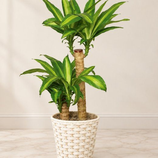 Green Harmony Dracaena