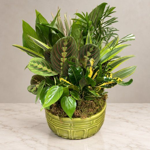 Soft Harmony Arrangement