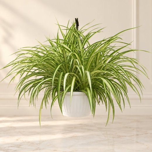 Fresh Green Basket Plant