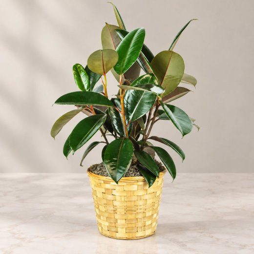Natural Greenery Basket